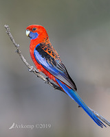 rosella 1974