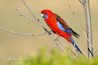 rosella 2065