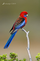 rosella 2235