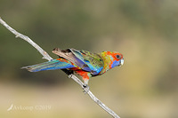 rosella 2381