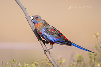 rosella 2642