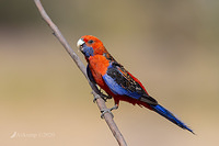 rosella 2645