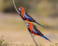 rosella 2653