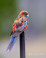 rosella 2674