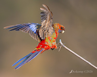 rosella 2739