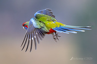 rosella 2747