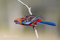 rosella 2773