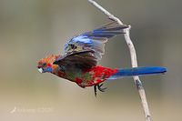 rosella 2774