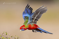 rosella 2842