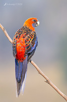 rosella 2860