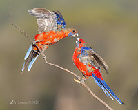 rosella 2881