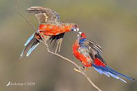 rosella 2882