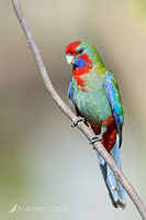 rosella 3107