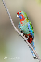 rosella 3108