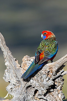 rosella 3112