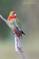 rosella 3173