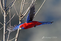 rosella 3817