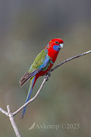rosella 3942