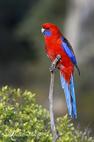 rosella 3987