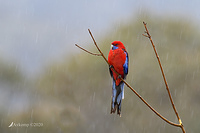 rosella 4062