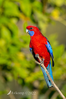 rosella 6981