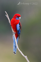 rosella 7215