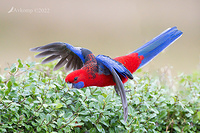 rosella 7218