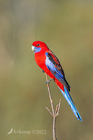 rosella 7268