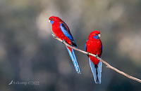 rosella 7313