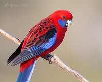 rosella 7330