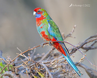 rosella 7336