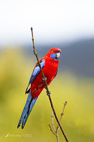 rosella 7932