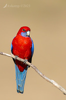 rosella 9711