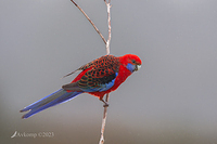 rosella 9763