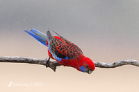 rosella 9766