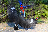 rosella and currawong fight 4234