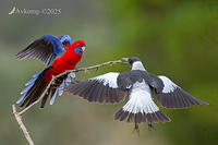 rosella vs magpie 12824