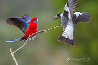 rosella vs magpie 12825