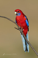 rosella3525