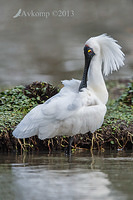 royal spoonbill 10029