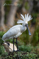 royal spoonbill 10053