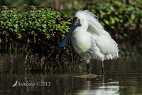 royal spoonbill 10073