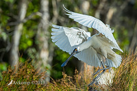 royal spoonbill 10081