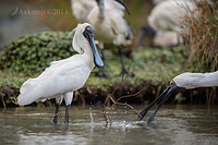 royal spoonbill 10125