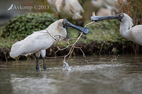 royal spoonbill 10126