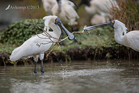 royal spoonbill 10127