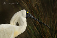 royal spoonbill 4834