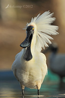 royal spoonbill 5180