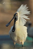 royal spoonbill 5181