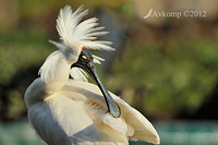 royal spoonbill 5193